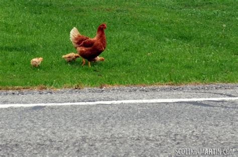 Descubre el misterio de la Carretera del Pollo en España in Spain