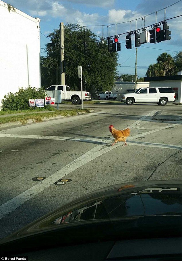 Chicken road online - Descubre el Embelezado Reino de la Calle Pollo en España en línea